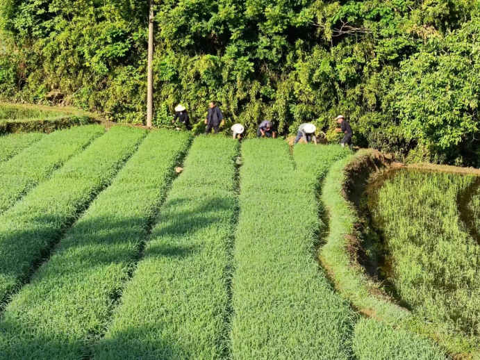 高峰鄉(xiāng)：開(kāi)展集中移栽    鋪開(kāi)“豐收畫卷”